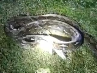 Ular 6 Meter Ditebas saat Serang Warga di Lenggo Polman