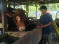 Perkenalkan Bagong, Sapi Terberat di Sulbar Jadi Hewan Kurban Presiden