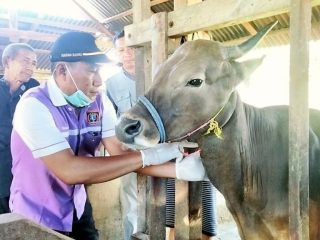 1.300 Sapi Kurban di Polman Diperiksa Agar Dipastikan Sehat dan Layak