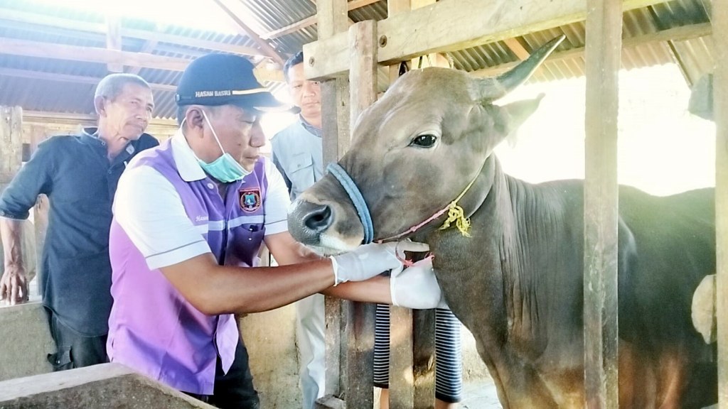 1.300 Sapi Kurban di Polman Diperiksa Agar Dipastikan Sehat dan Layak